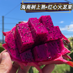 顺丰直发树熟海南红心火龙果礼盒装应季时令健康水果送客户伴手礼