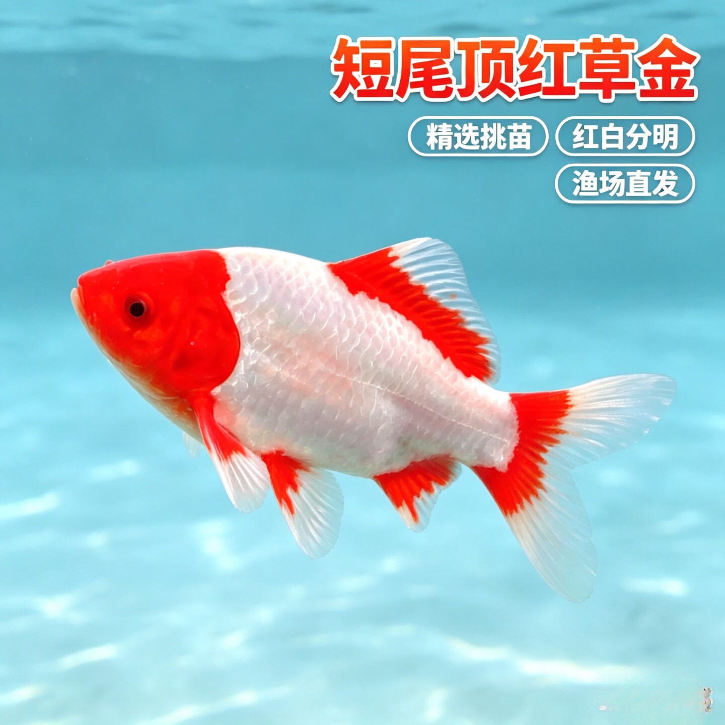 短尾红白草金活体红白锦鲫冷水观赏鱼精选品相易养活新手养鱼包损