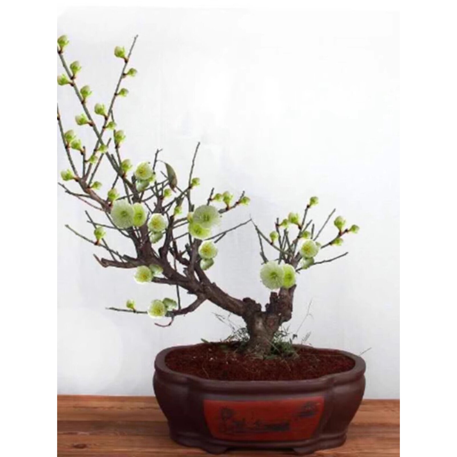 原生绿梅金钱绿萼浓香型梅花腊梅龙游梅北方植物耐寒耐旱绿植盆景
