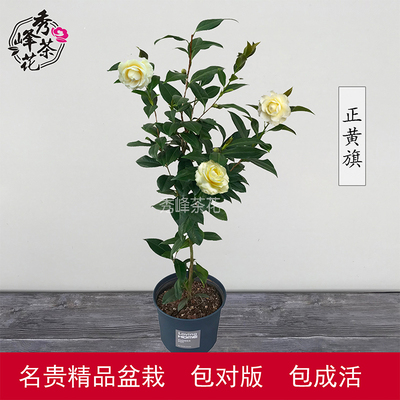 正黄旗茶花苗黄色茶花庭院阳台花卉名贵茶花盆栽观花植物带花苞