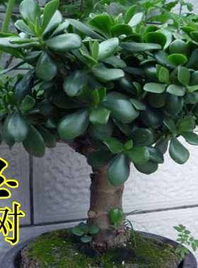 家居饰品玉树盆栽 室内大叶多肉植物 客厅阳台办公室桌面肉肉绿植