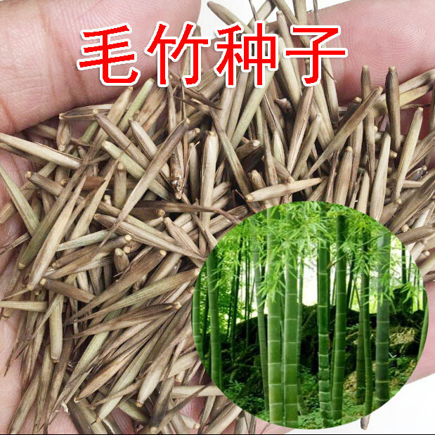 Newly harvested large bamboo seeds grow fast, Jiangnan bamb