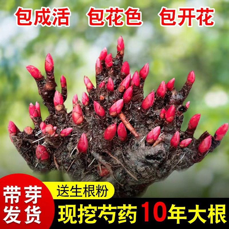 Double petaled budding peony seedlings, roots, year-round f