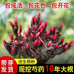 Double petaled budding peony seedlings, roots, year-round f