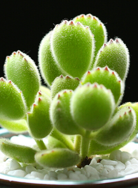 多肉供应熊童子老桩迷你多肉盆植栽组合兔耳巧克力泰迪熊群白熊物