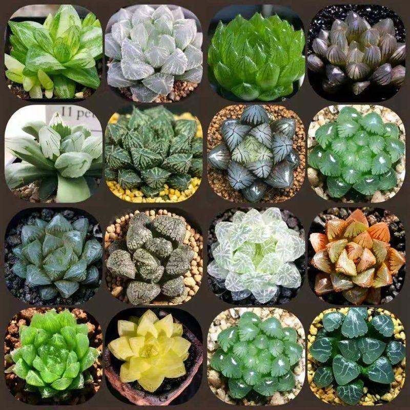 Yulu succulent plant potted, belonging to the chicken Yulu