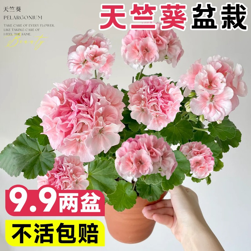 Double petaled geranium potted seedlings, large flowered hy