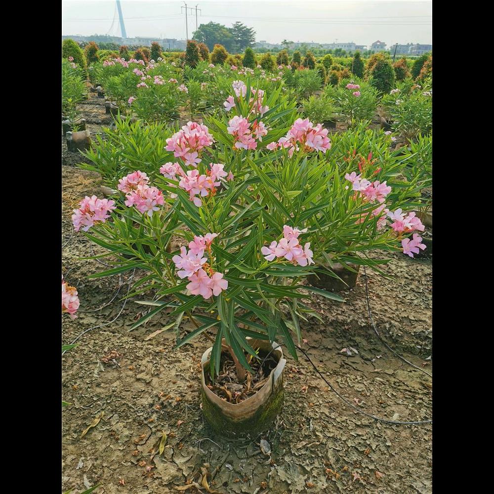 夹竹桃树苗庭院花卉地栽盆栽耐寒花树苗四季常青篱笆院墙绿化植物