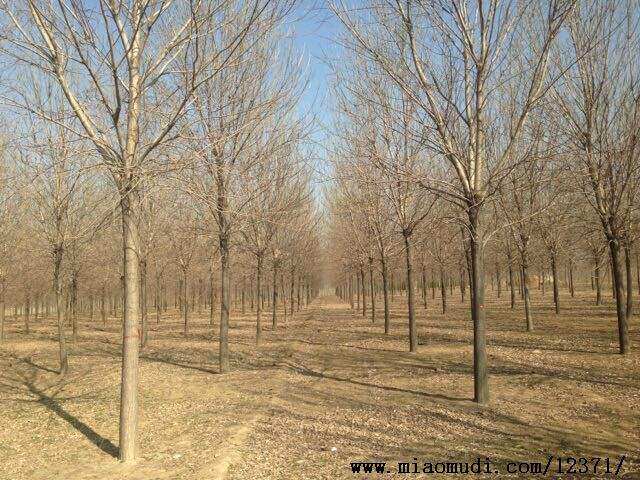 苗圃直销白蜡树苗 速生白蜡苗 对节白腊小苗绿化工程庭院树苗