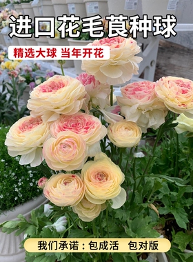 Imported Ranunculus bulbs are easy to grow in pots.