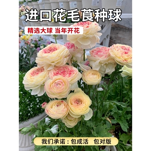 are pots. Imported bulbs grow Ranunculus easy
