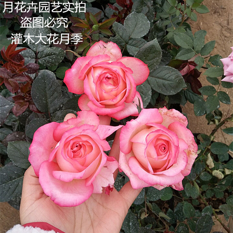 24种带花苞中苗 木本品种大花月季花苗浓香阳台庭院盆栽地栽花卉