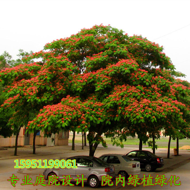 甄嬛传合欢树苗 庭院树苗 花卉植物 绿化苗木  绿化树苗 海棠树苗