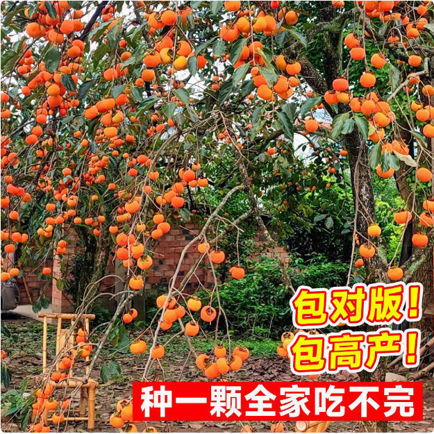 Seedless Crispy Sweet Persimmon Tree Seedlings Grafted with