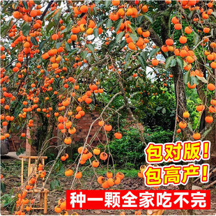 Seedless Crispy Sweet Persimmon Tree Seedlings Grafted with
