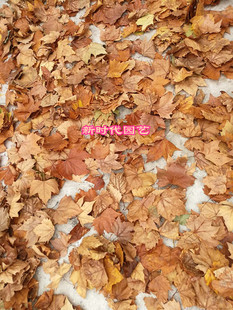 天然真树叶落叶枫叶梧桐叶枯树叶装饰diy干树叶创意标本拍照贴画