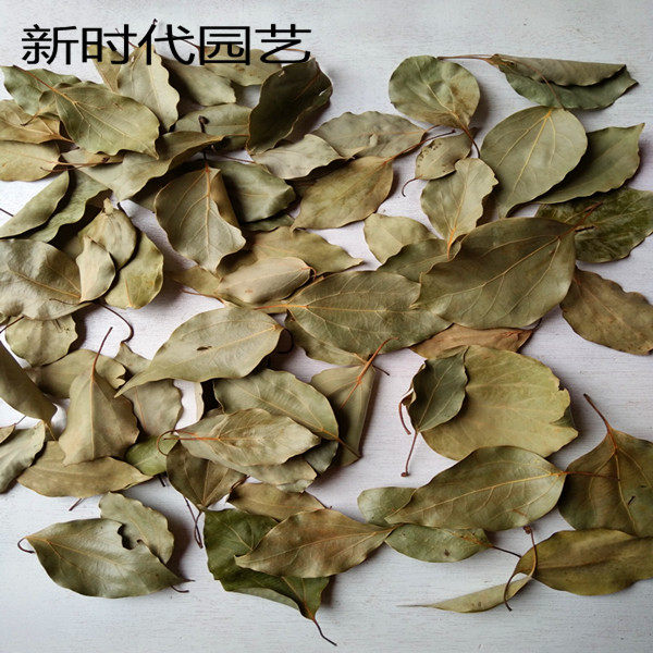 天然落叶 真落叶摄影背景落叶干花橱窗装饰落叶复古秋意落叶 树叶