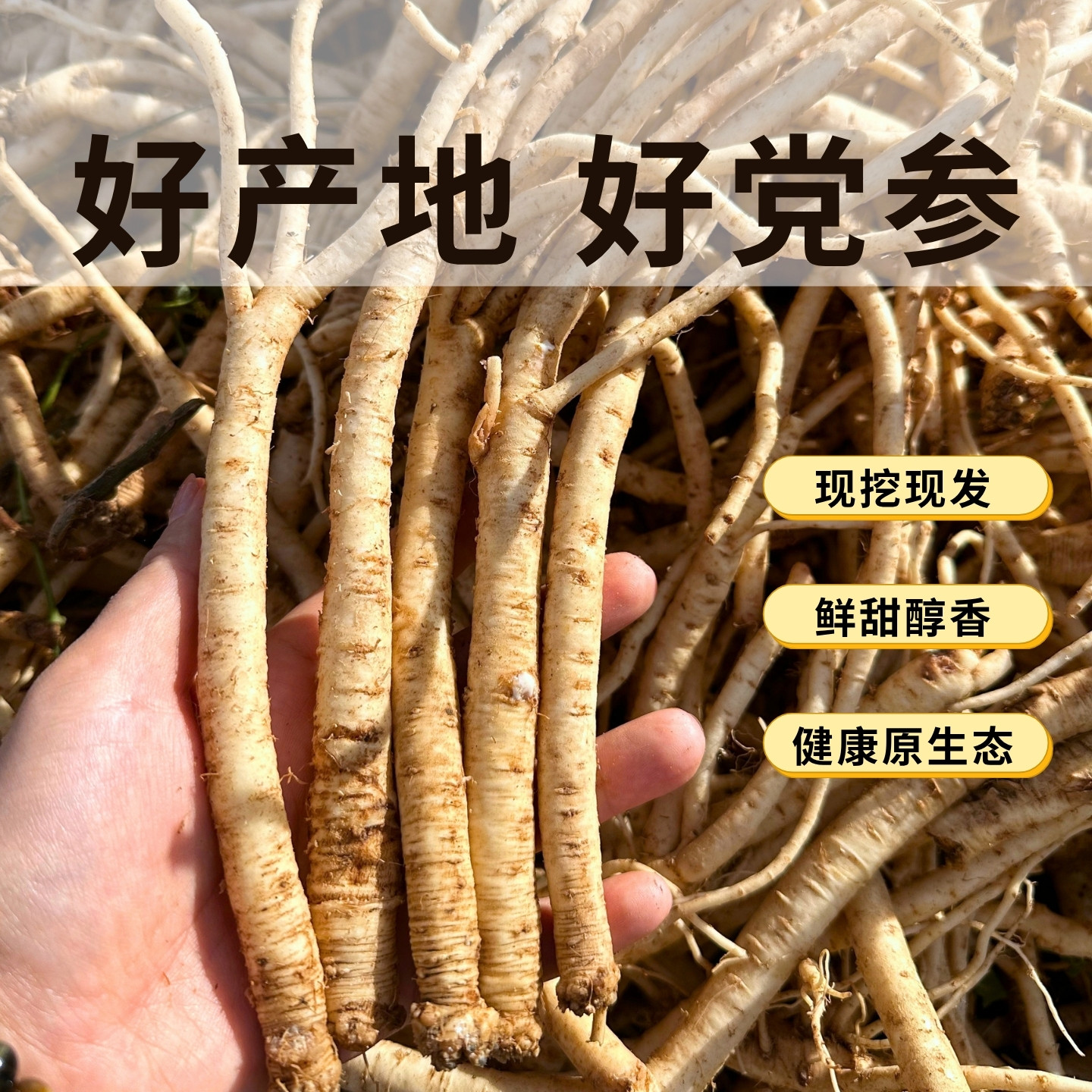 甘肃正宗现挖中药材新鲜湿党参条白整根农家正品切片补气血煲汤