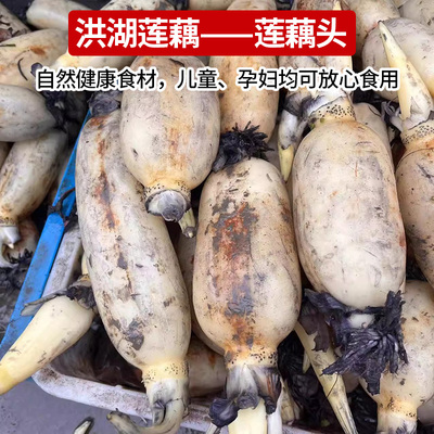 洪湖莲藕头新鲜国家地标洪湖莲藕
