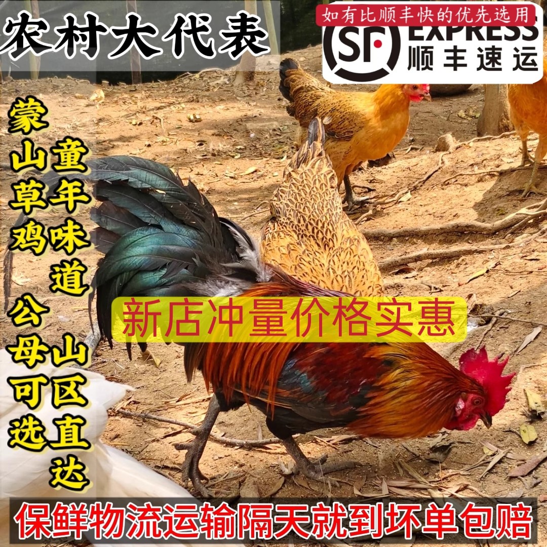 农家散养土公鸡老母鸡正宗蒙山草鸡现杀成年小笨鸡跑山走地溜达鸡