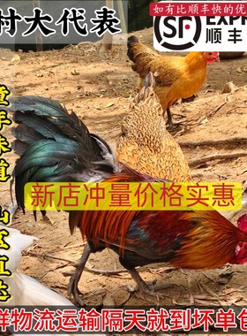 正宗蒙山草鸡农家散养公鸡老母鸡