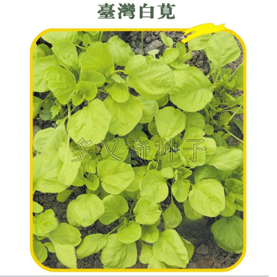 台湾白苋菜种子 春秋播淡绿色汉菜种子生长速度快口感好蔬菜种子