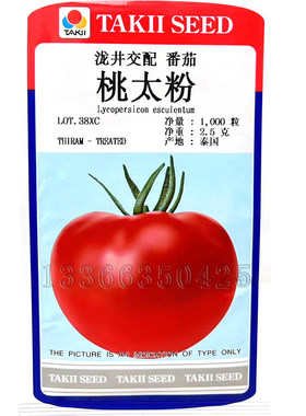 桃太粉番茄种子 春秋播桃太郎系列粉果水果西红柿种子酸甜口感好