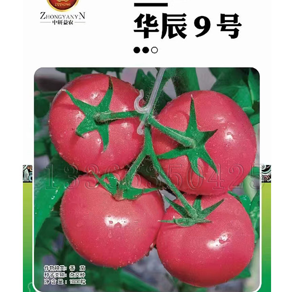 春秋抗病丰产粉红番茄种子