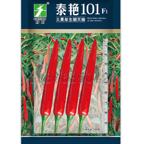 泰艳101辣椒种子 春中熟大果单生朝天椒种子皮硬艳红干鲜两用味辣