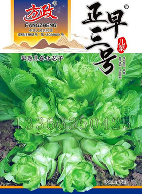 秋播早熟儿菜种子儿多大中心柱小