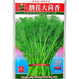 割茬大茴香种子 春秋播茴香籽多次采收芳香蔬菜种子香料作物种子