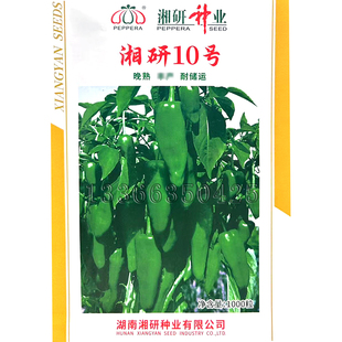 湘研10号辣椒种子  春播晚熟粗牛角椒种子耐贮运绿皮肉厚蔬菜种子