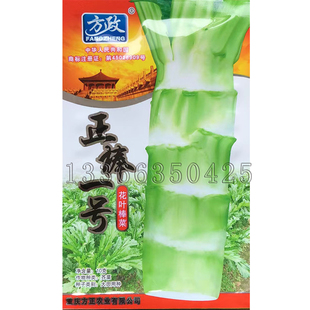 正棒一号芥菜种子 秋冬播花叶棒菜种子笋子芥菜种子白肉蔬菜种子