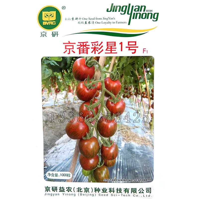 京番彩星1号番茄种子 春温室彩色樱桃小柿子紫红肉口味甜风味浓郁