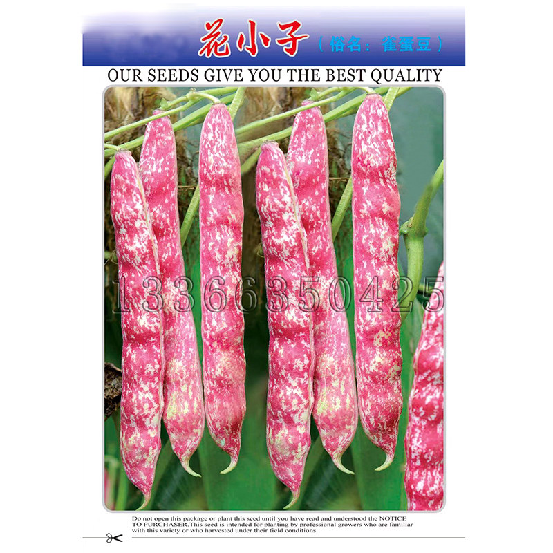 花小子架豆种子 春秋栽培云南雀蛋豆花生豆花金豆菜豆芸豆蔬菜籽