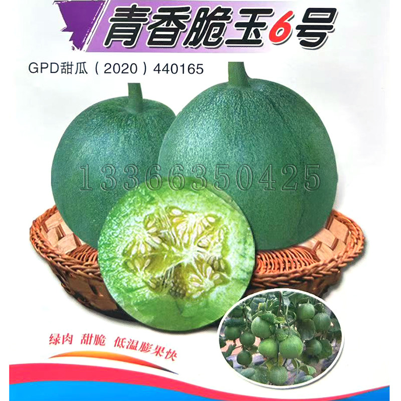 青香脆玉6号甜瓜种子 春秋播早中熟梨圆形灰绿皮绿肉香瓜种子脆甜