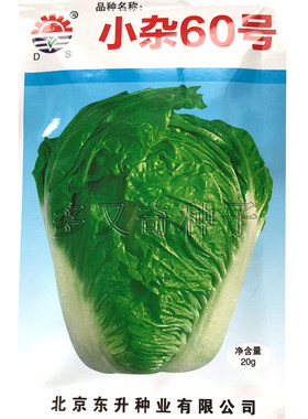 东升小杂55|56|60白菜种子 秋播早熟大白菜种子北京秋季蔬菜种子