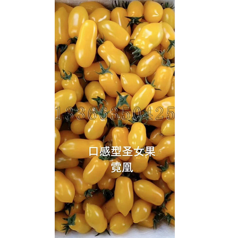 霓凰番茄种子 春播黄色圣女果小柿子种子早熟甜脆味浓口感好耐裂