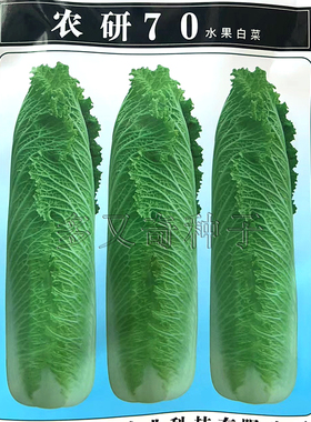 农研70水果白菜种子 秋播中熟高桩青帮包尖大白菜籽口感好蔬菜籽