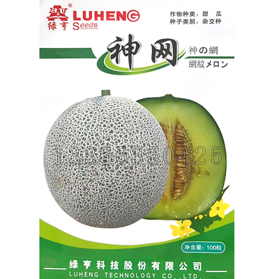 神网甜瓜种子 春秋播灰皮黄绿肉网纹香瓜水果种子肉质细腻风味好