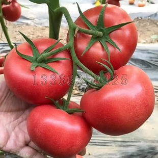 春秋播粉红大果西红柿种子硬度好耐运输蔬菜种子 京T301B番茄种子