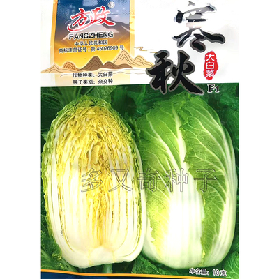 寒秋白菜种子 春秋冬播晚熟黄心大白菜种子结球紧实长势旺口感好