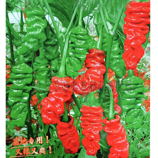 小纽纽辣椒种子 春播常规小皱皮辣椒籽味香辣口感好炒菌子蔬菜籽