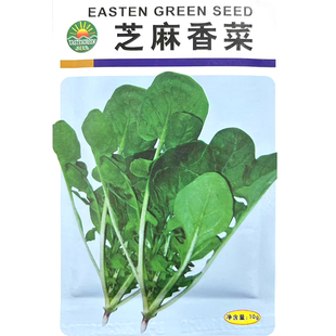 芝麻香菜种子 春播芝麻香味蔬菜种子叶长圆柄细家庭阳台盆栽种菜