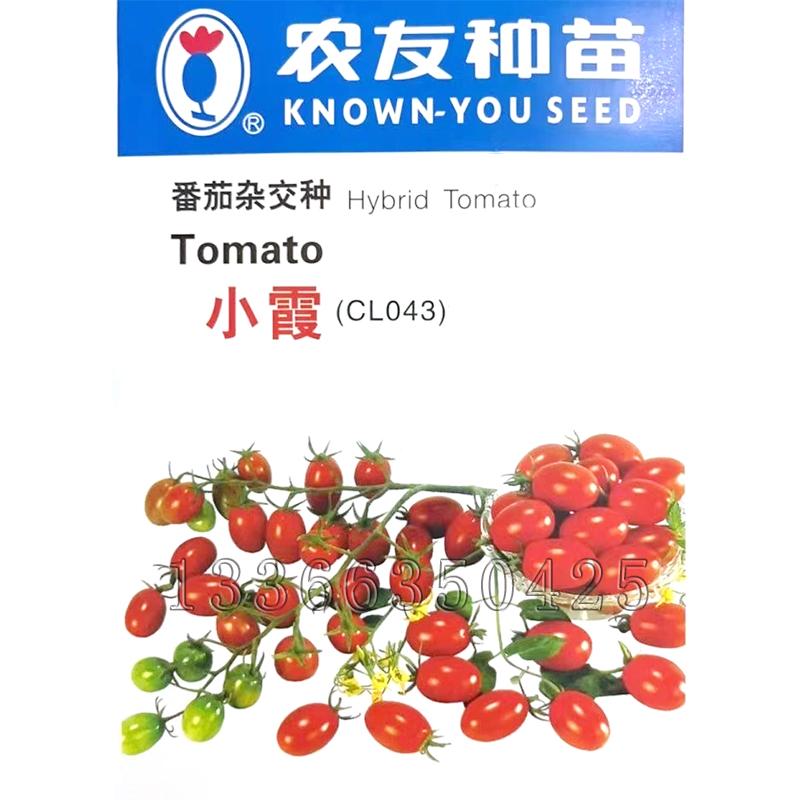 小霞番茄种子 秋冬播粉红色椭圆形樱桃小番茄柿子种子风味品质佳