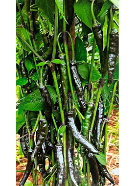 黑靓小米辣种子 春播黑色小米椒种子味极辣鲜食剁椒泡椒干椒打粉