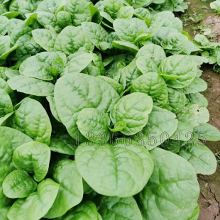 大叶木耳菜种子 春播落葵软浆叶豆腐菜种子叶肥厚软糯香滑蔬菜籽