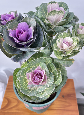 彩色羽衣甘蓝2年老桩小盆栽 多头多种颜色秋冬观赏羽衣甘蓝叶牡丹