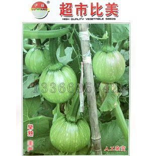 超市比美南瓜种子 春播早熟白花皮菜嫩南瓜籽结果多肉厚蔬菜种子