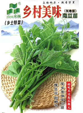乡村美味南瓜苗种子 春秋播南瓜尖种子南瓜藤长寿菜绿色蔬菜种子